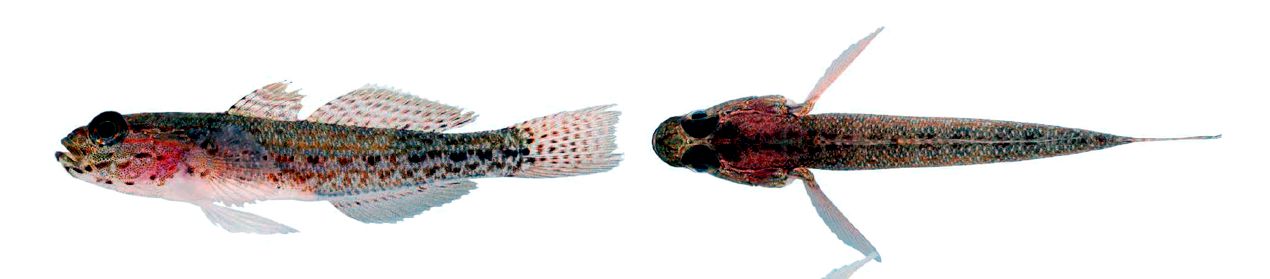 Gobius xanthocephalus_003